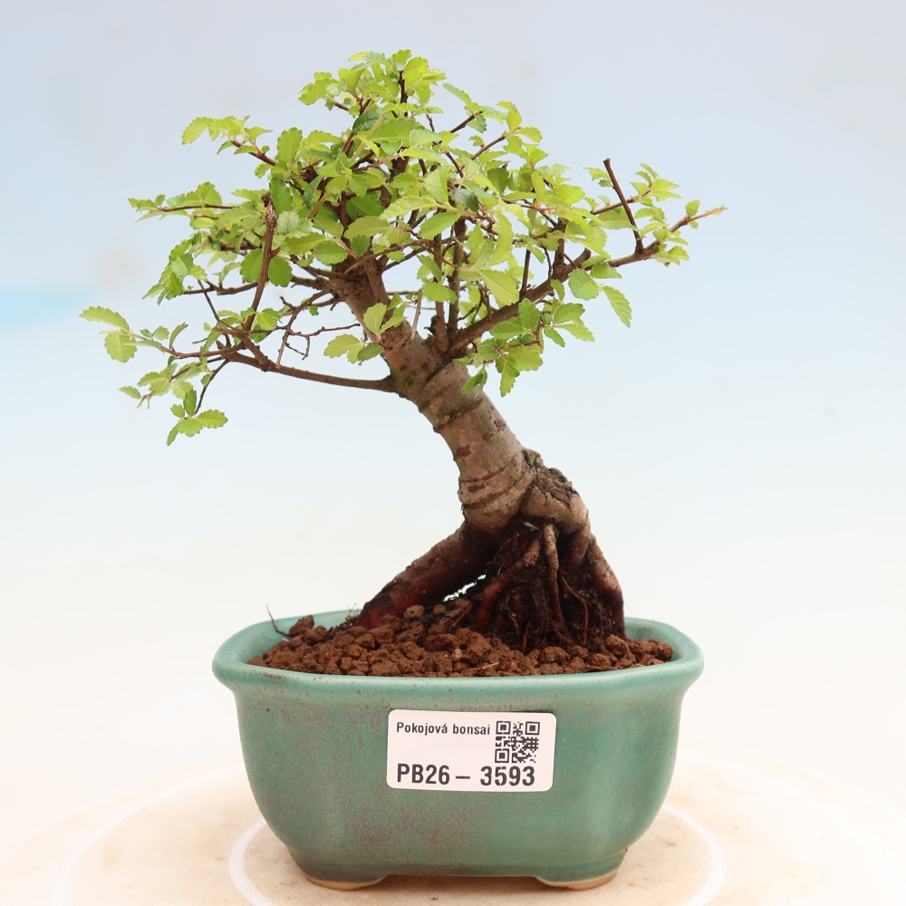 Bonsaï de chambre - Ulmus parvifolia - Orme à petites feuilles