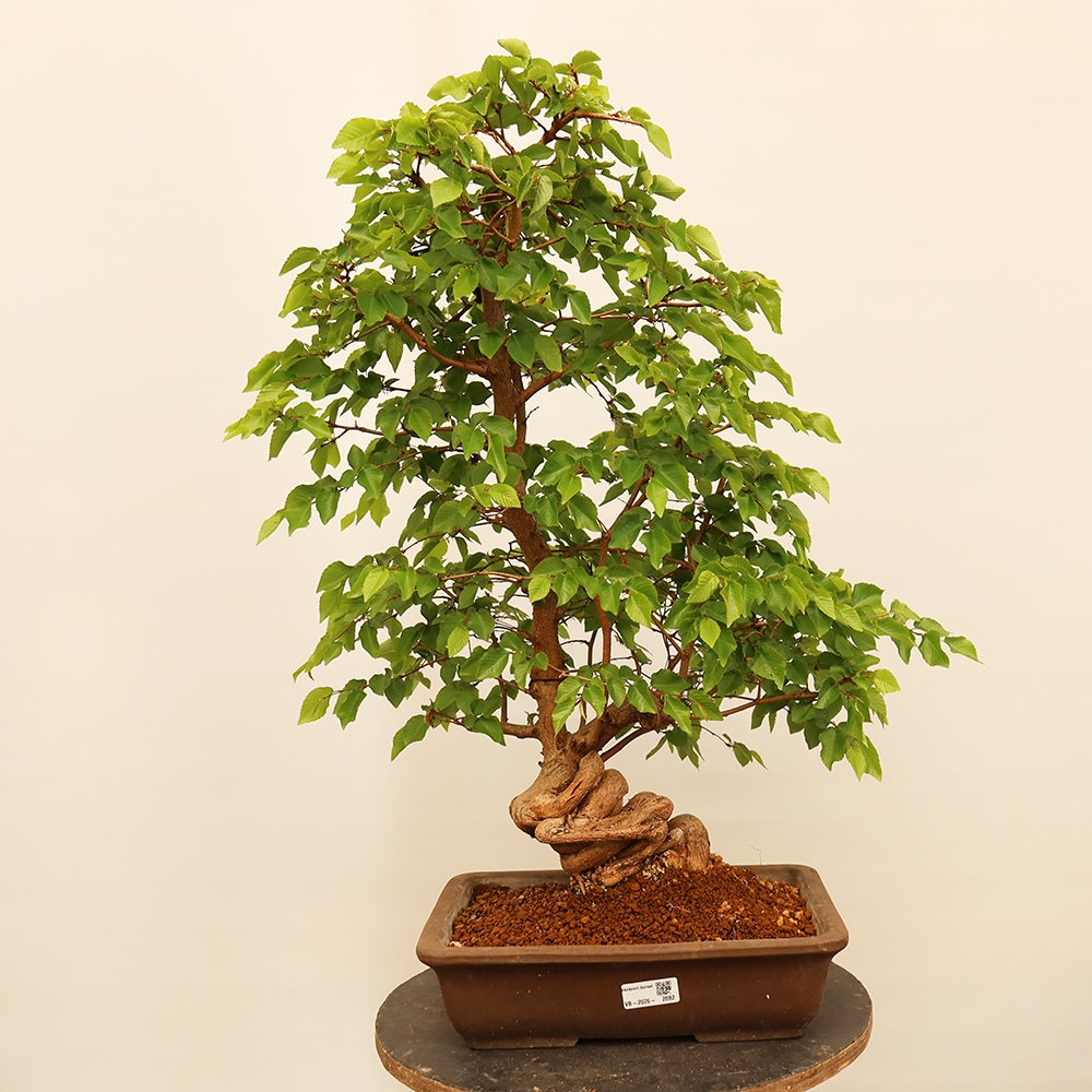 Bonsaï d'extérieur -Carpinus Coreana - Charme de Corée