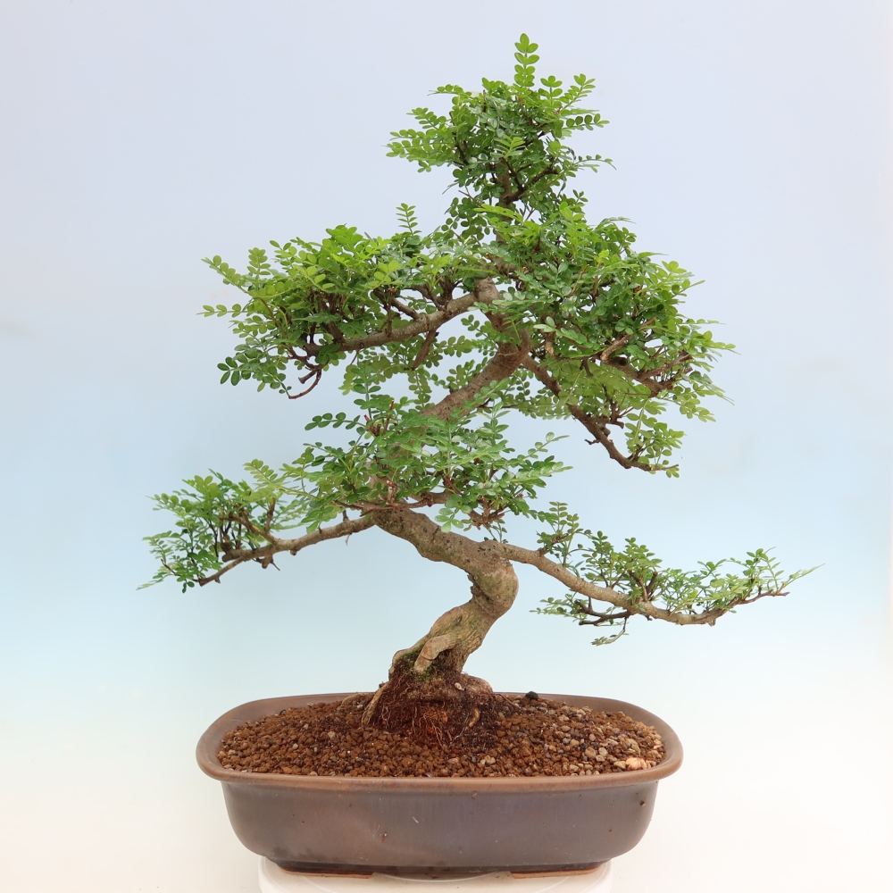 Salle bonsaï - Zantoxylum piperitum - arbre à poivre