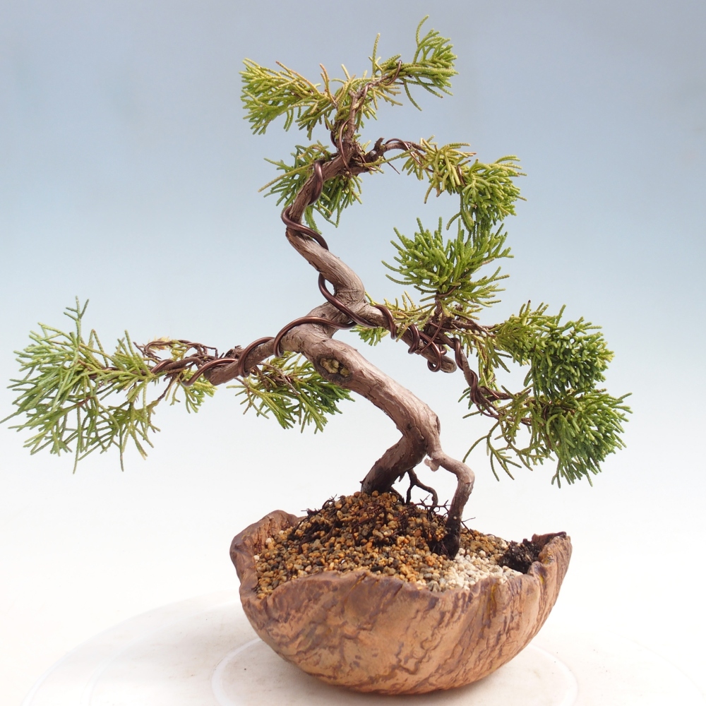 Bonsaï d'extérieur - Juniperus chinensis Kishu