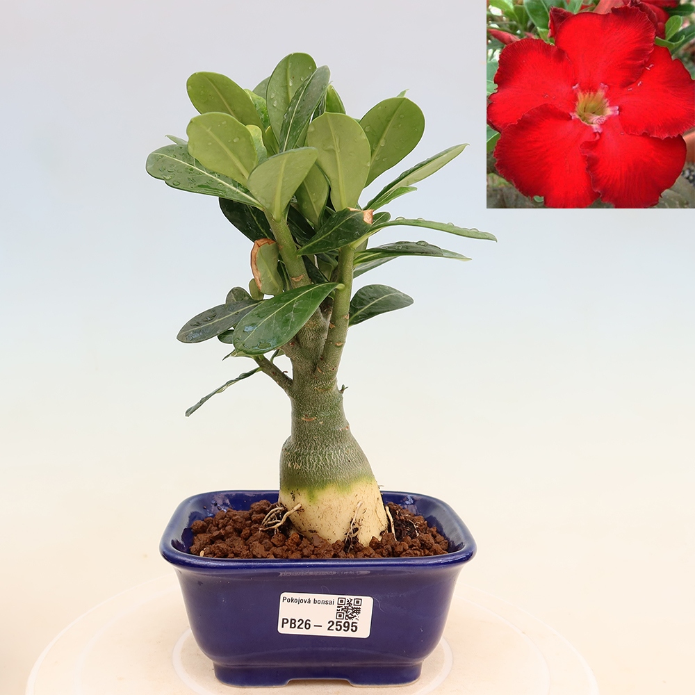 Bonsaï d'intérieur - Adenium obesum Red Star - Rose du désert
