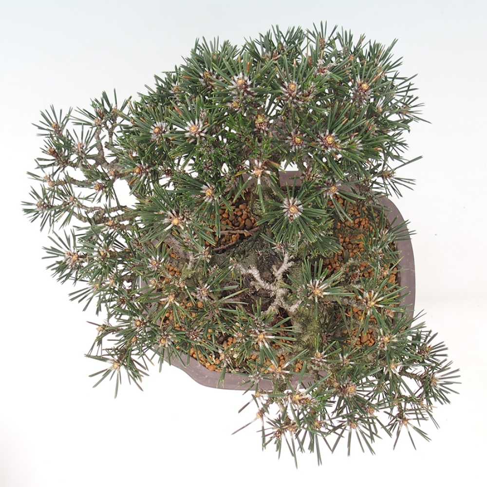 Bonsaï d'extérieur - Pinus thunbergii Kotobuki - Pin de Thunberg