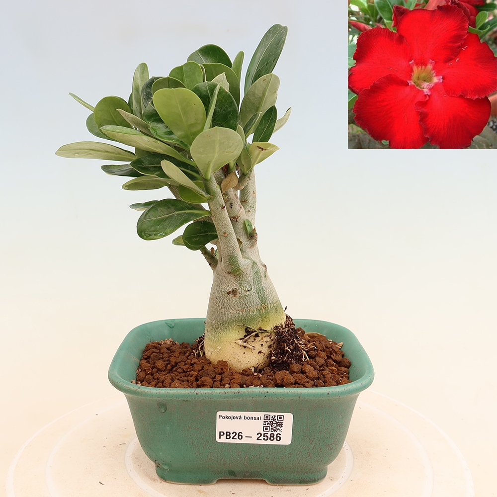 Bonsaï d'intérieur - Adenium obesum Red Star - Rose du désert