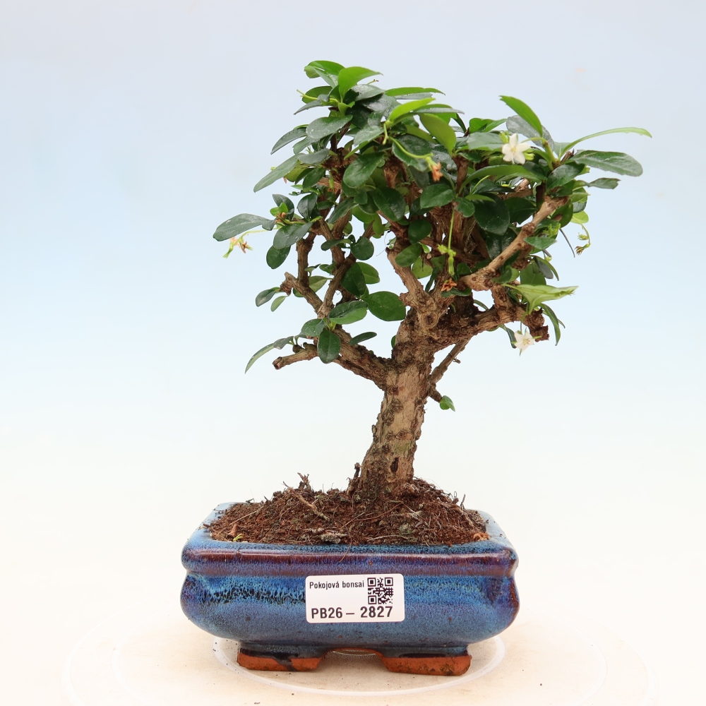 Bonsaï de chambre - Carmona macrophylla - Tea fuki
