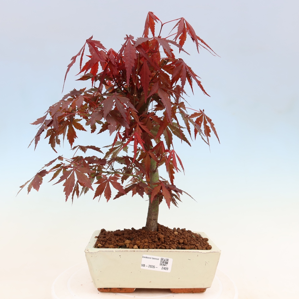 Bonsaï d'extérieur - Acer palm. Atropurpureum-Javor palmate