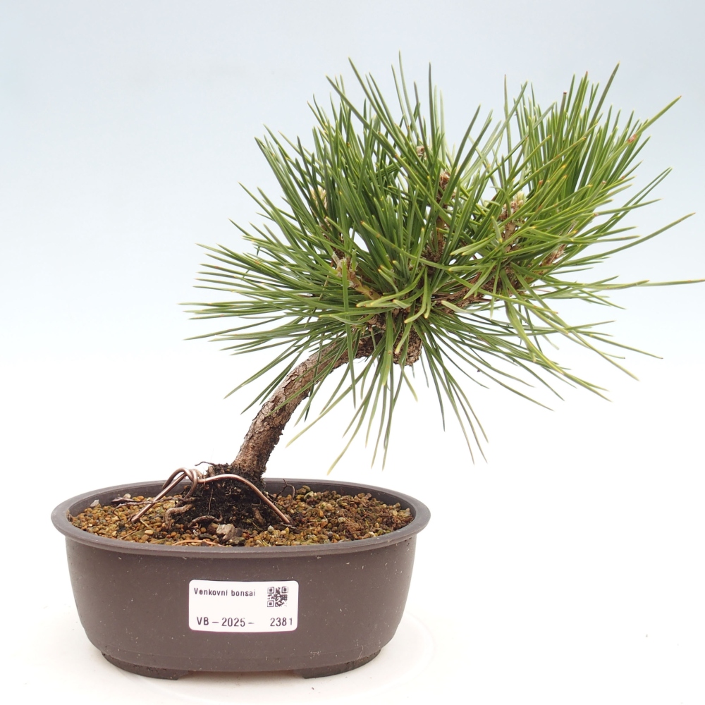 Bonsaï d'extérieur - Pinus thunbergii - Pin de Thunberg