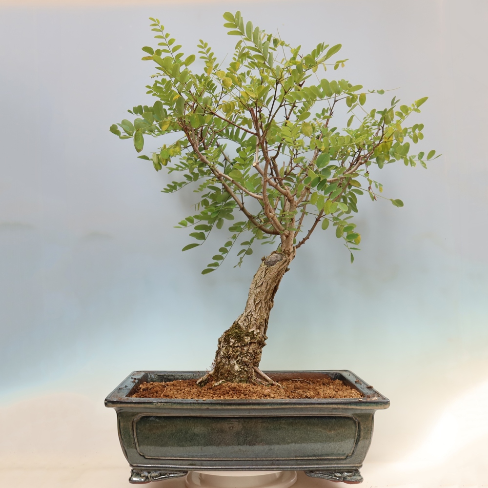 Bonsaï d'extérieur - Acacia épineux - Robinia pseudoacacia