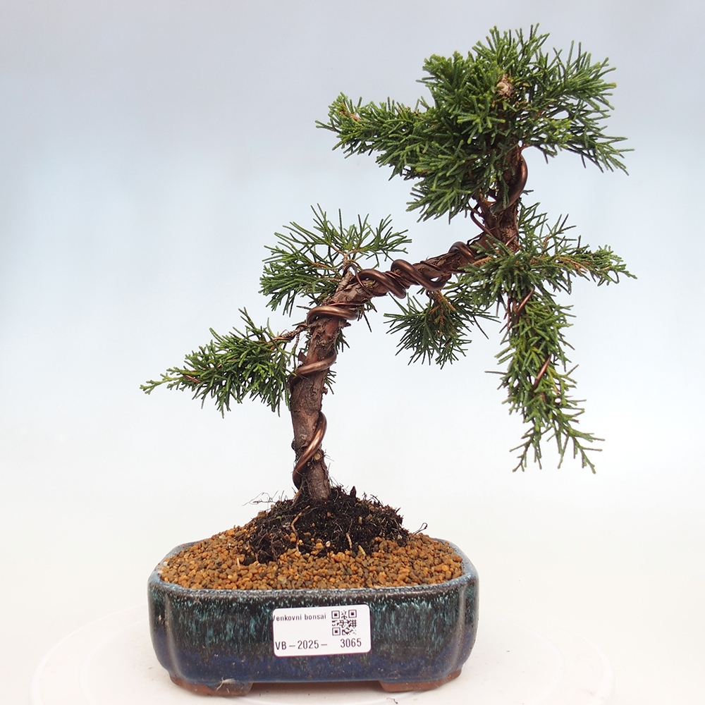 Bonsaï d'extérieur - Juniperus chinensis Kishu
