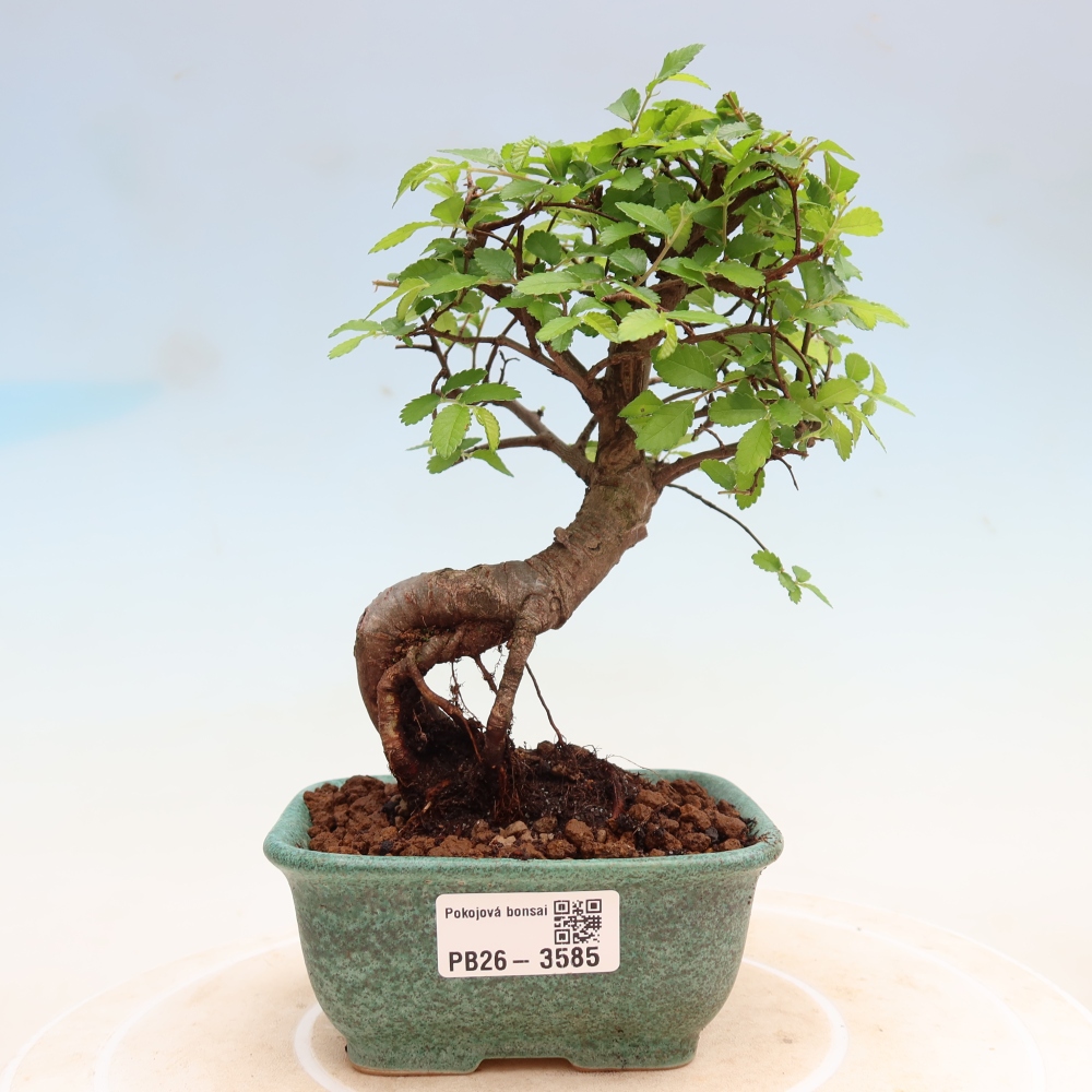 Bonsaï de chambre - Ulmus parvifolia - Orme à petites feuilles