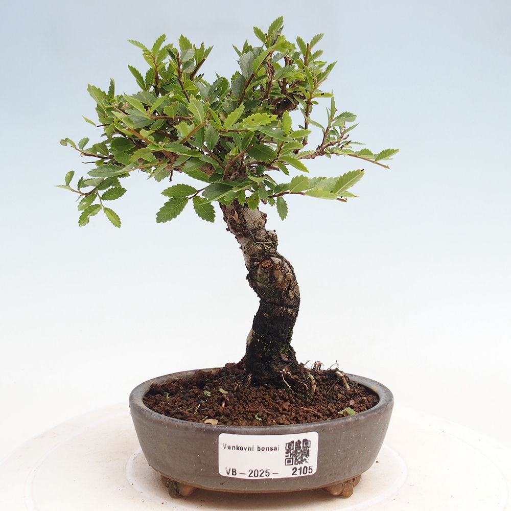 Bonsaï d'extérieur - Zelkova - Zelkova NIRE