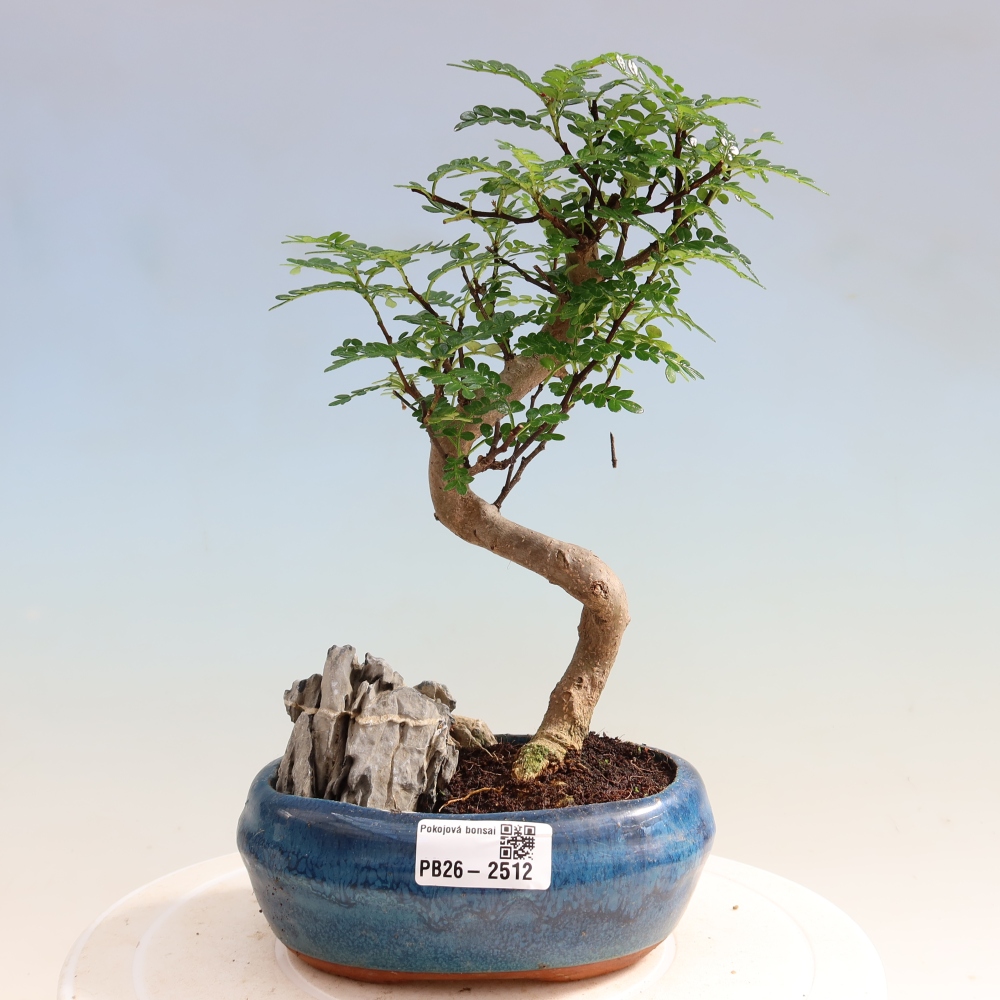 Salle bonsaï - Zantoxylum piperitum - arbre à poivre