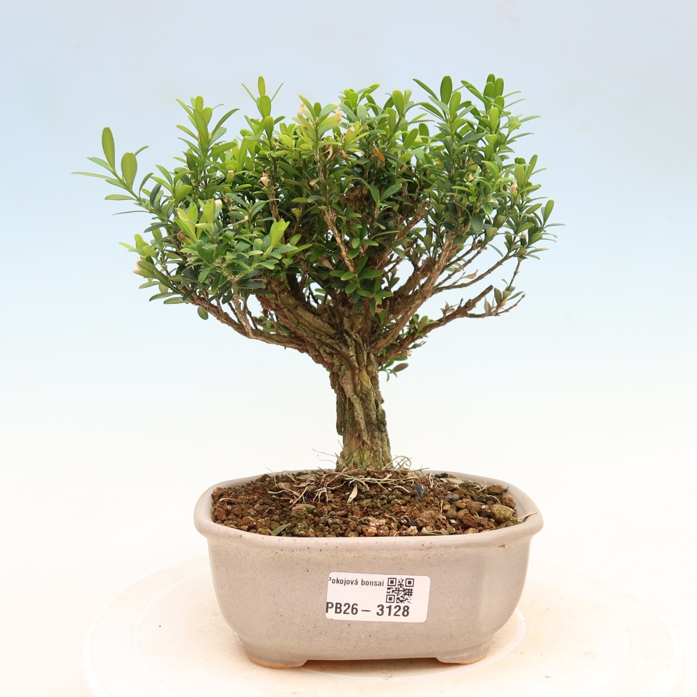 Bonsaï de chambre - Buxus harlandii - buxus liège
