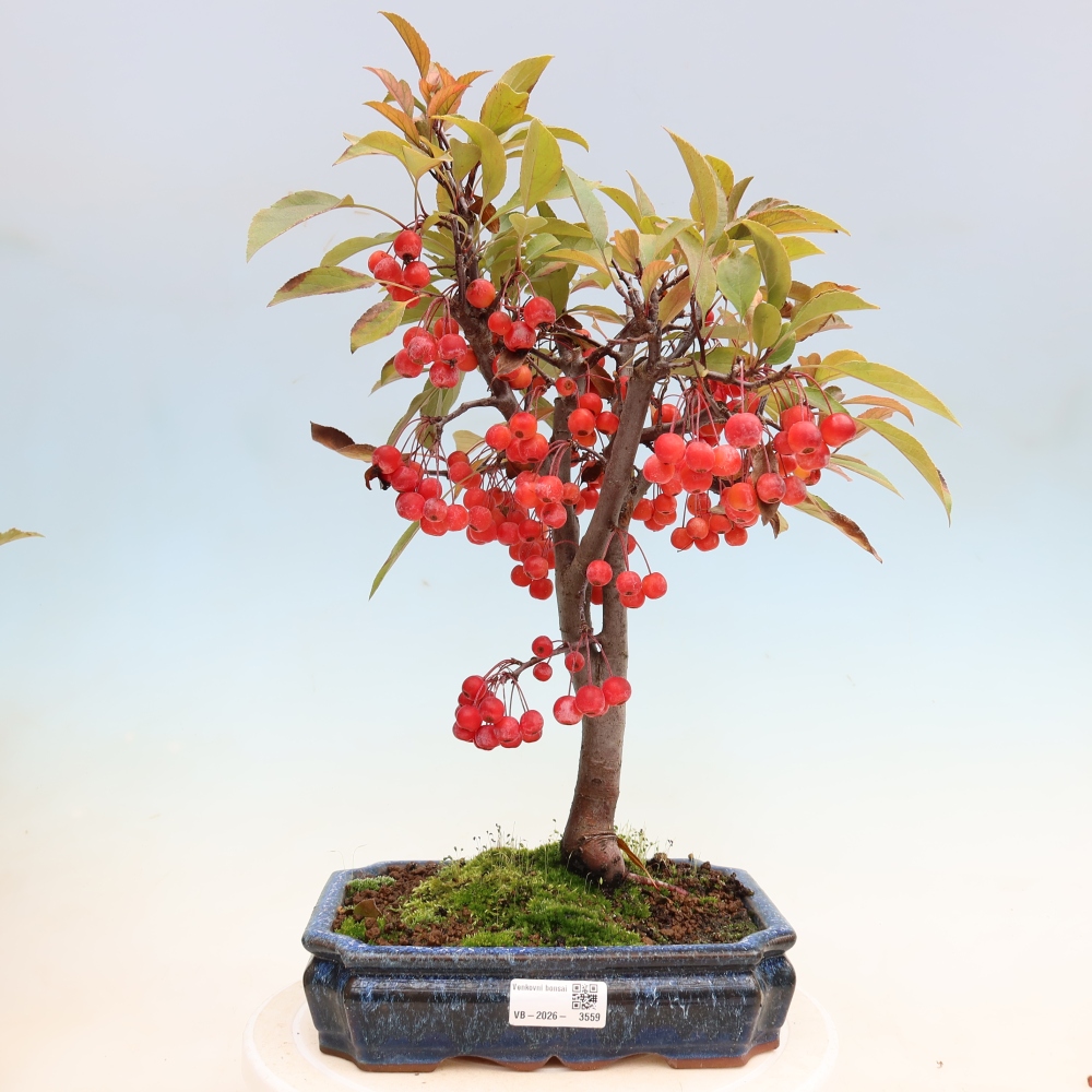 Bonsaï d'extérieur -Malus domestica - Pommier à petits fruits et à feuilles rouges