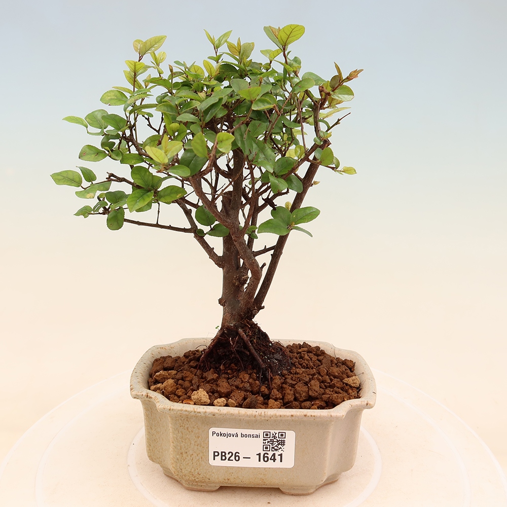 Bonsaï de chambre - Sageretia thea - Sageretia thea