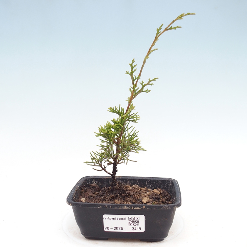 Bonsaï d'extérieur - Juniperus chinensis Itoigawa