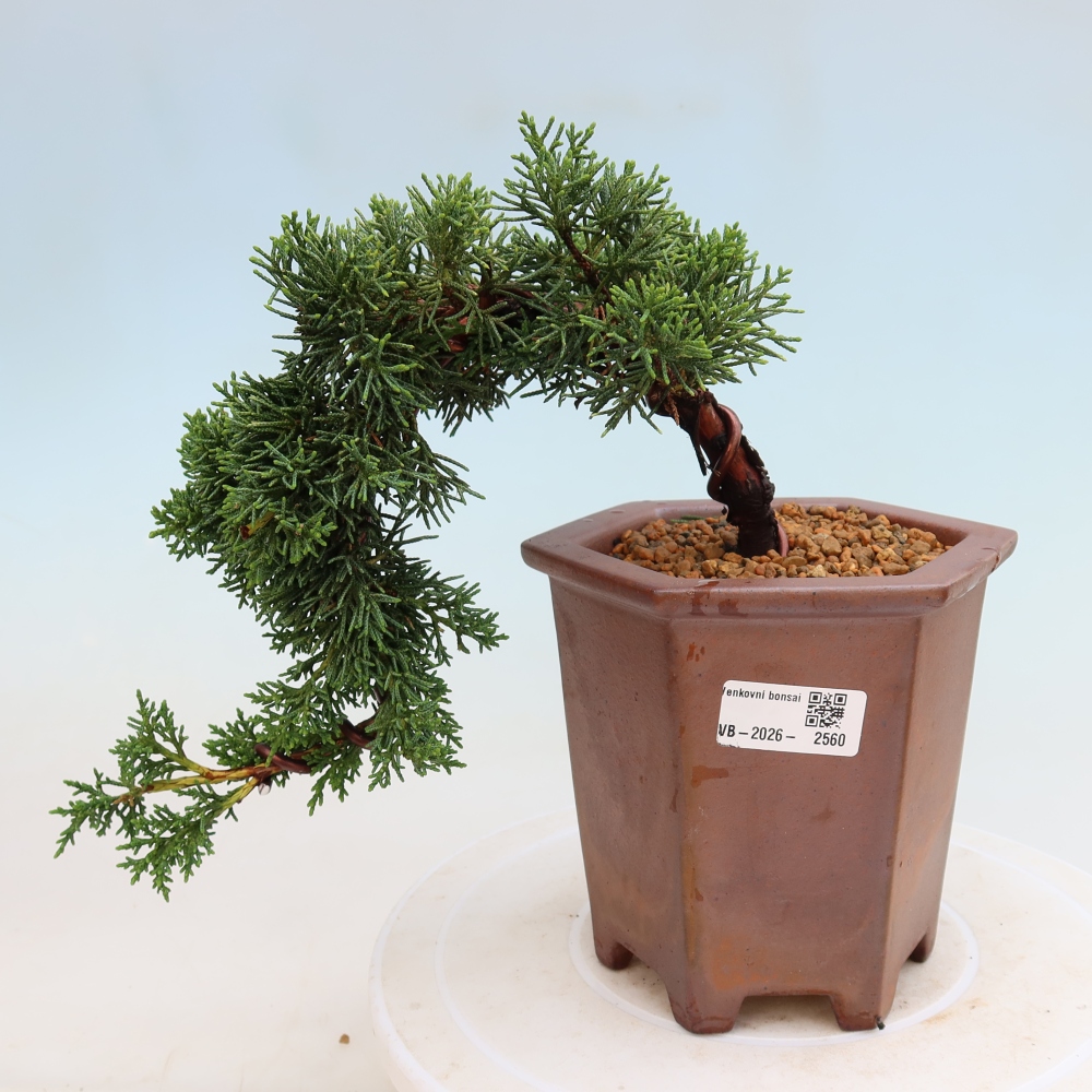 Bonsaï d'extérieur - Juniperus chinensis Kishu