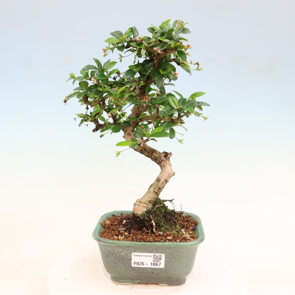 Bonsaï de chambre - Carmona macrophylla - Tea fuki
