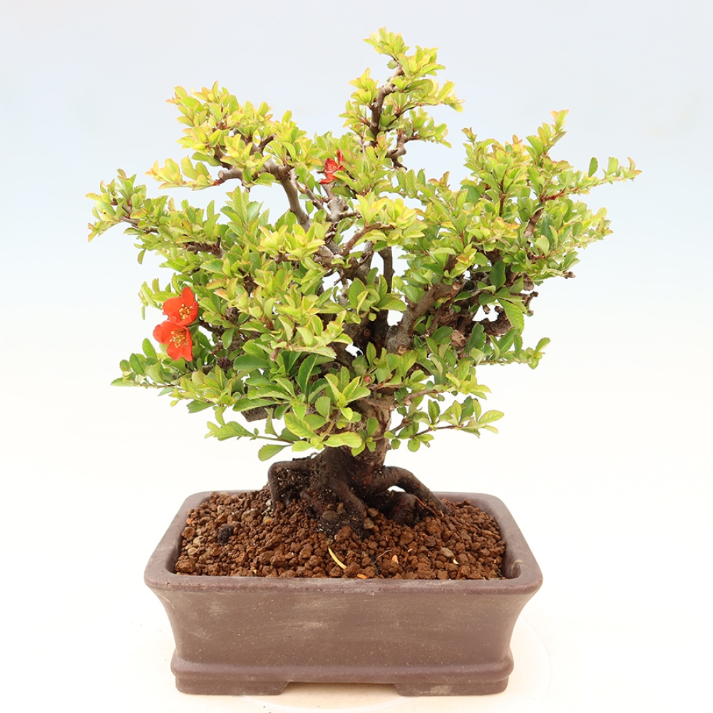 Bonsaï d'extérieur - Chaneomeles speciosa Chojubai
