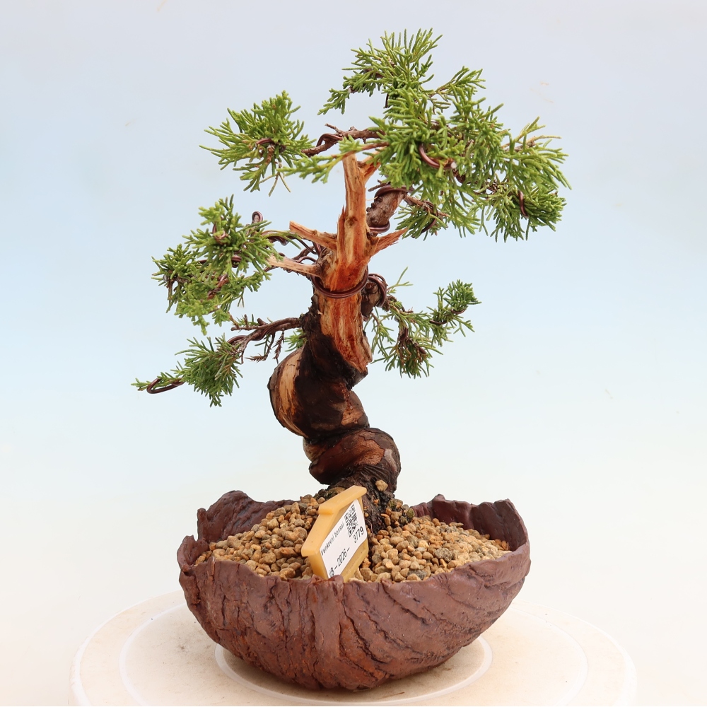 Bonsaï d'extérieur - Juniperus chinensis Itoigawa-Juniperus chinensis