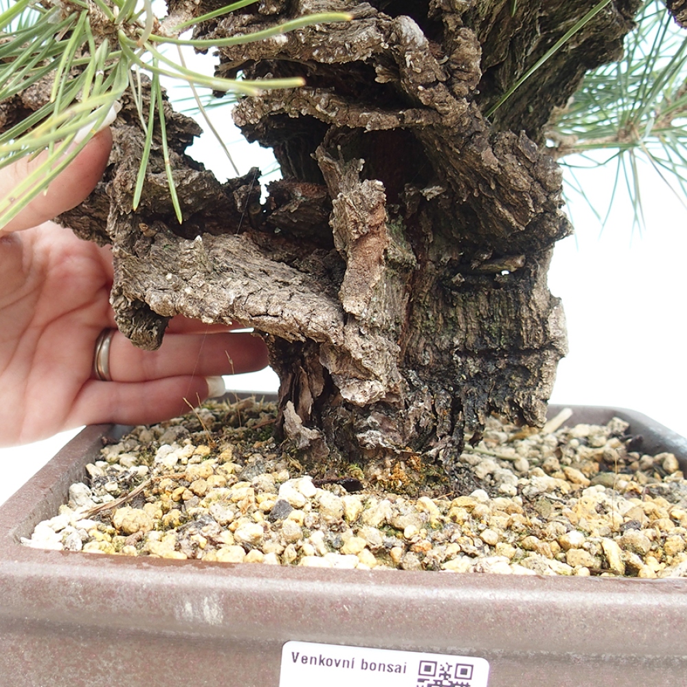 Bonsaï d'extérieur - Pinus thunbergii - Pin de Thunberg