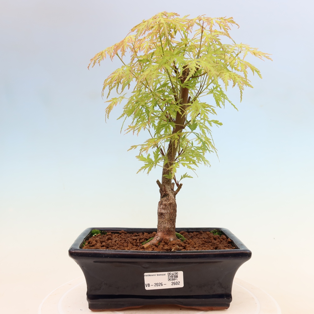 Bonsaï d'extérieur - Acer palmatum Dissectum