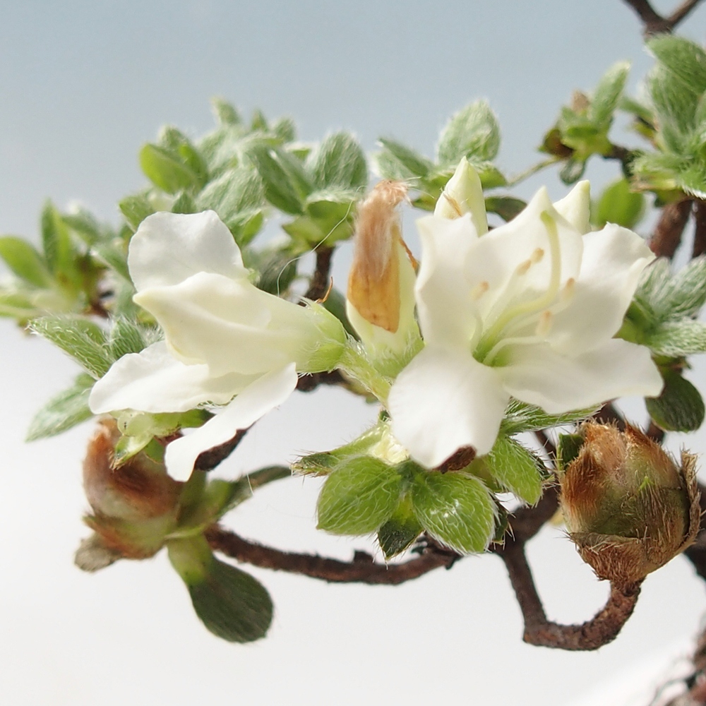 Bonsaï d'extérieur - Rhododendron indicum - Azalée japonaise