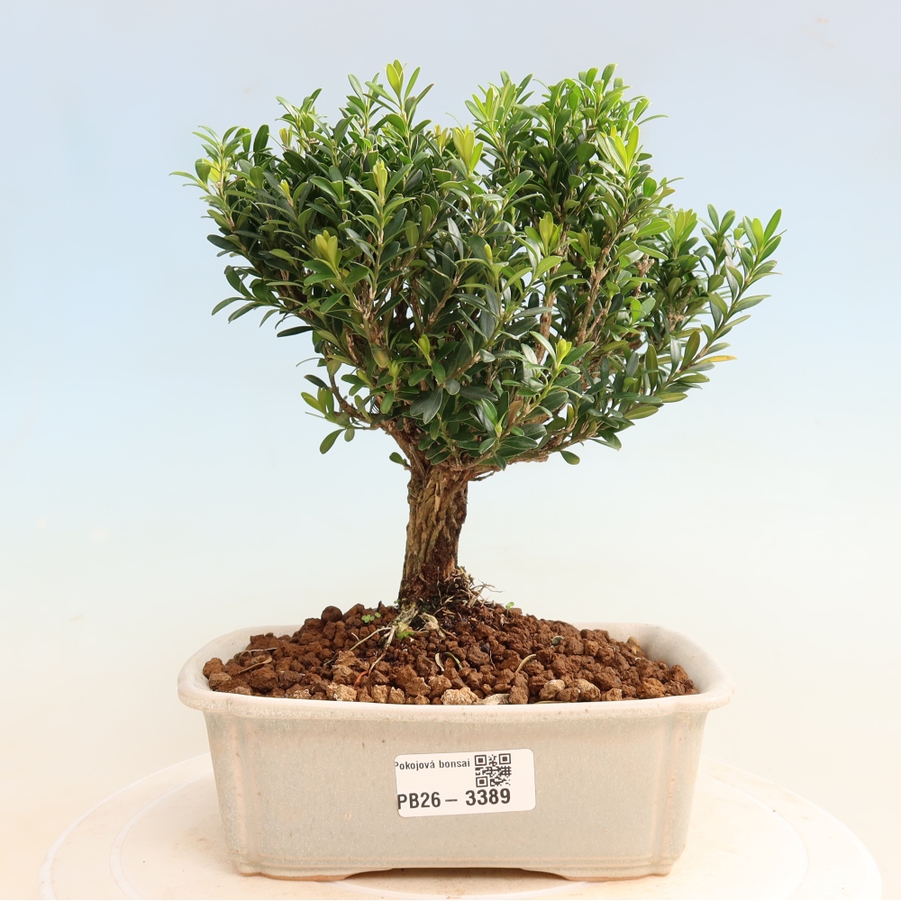 Bonsaï de chambre - Buxus harlandii - buxus liège
