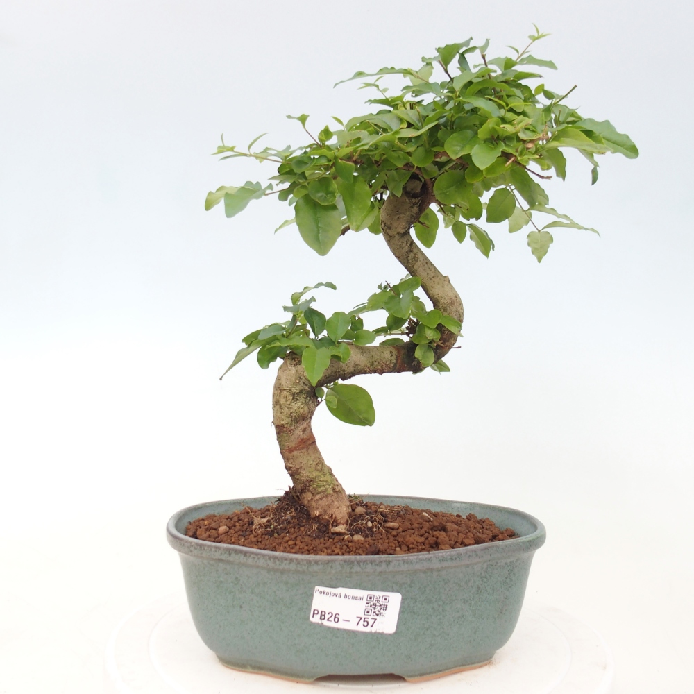 Bonsaï de chambre -Ligustrum chinensis - Bec d'oiseau