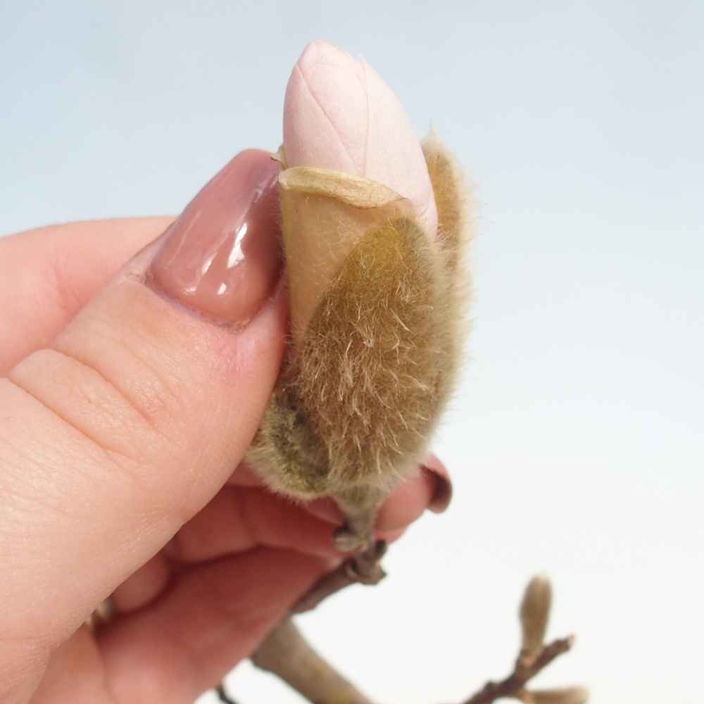 Bonsaï d'extérieur - Magnolia stellata