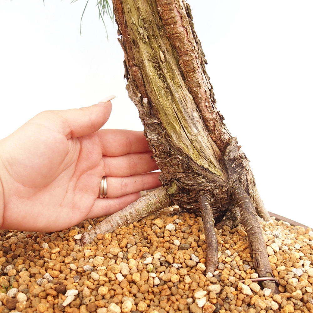 Bonsaï d'extérieur - Pinus thunbergii - Pin de Thunberg