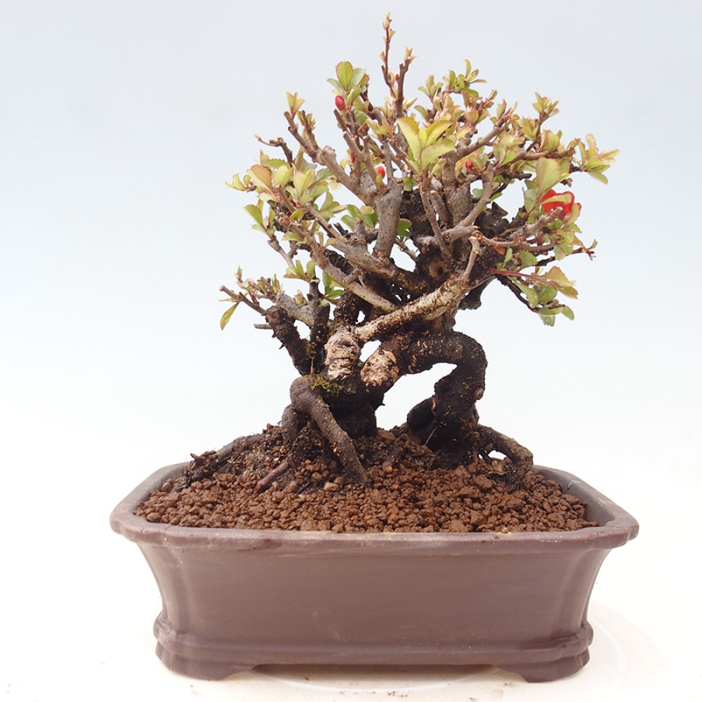 Bonsaï d'extérieur - Chaneomeles speciosa - Coing