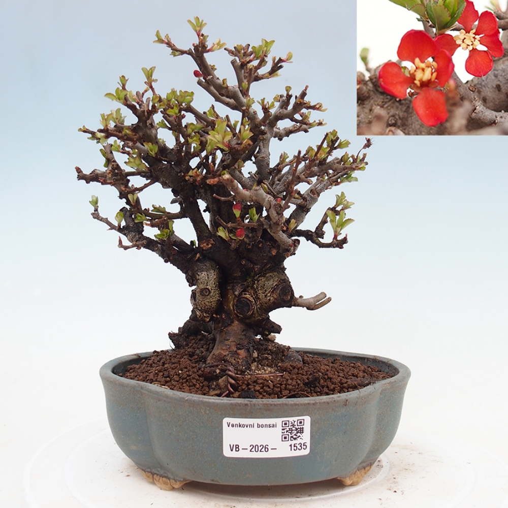 Bonsaï d'extérieur - Chaneomeles speciosa - Coing