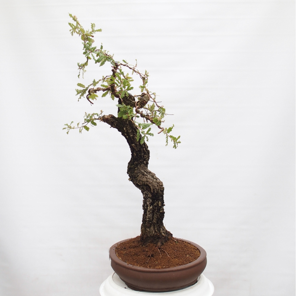 Yamadori - Quercus Ilex - Chêne vert