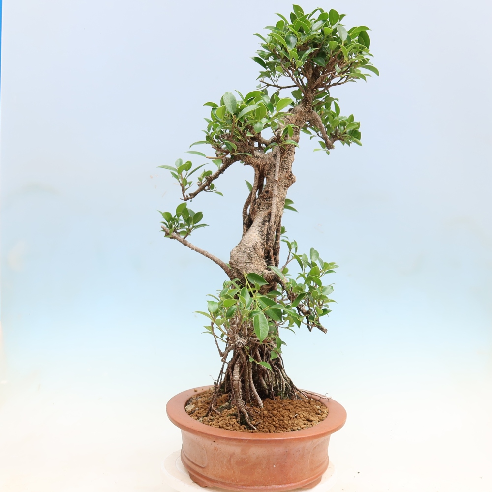 Salle bonsaï - Ficus kimmen - ficus à petites feuilles