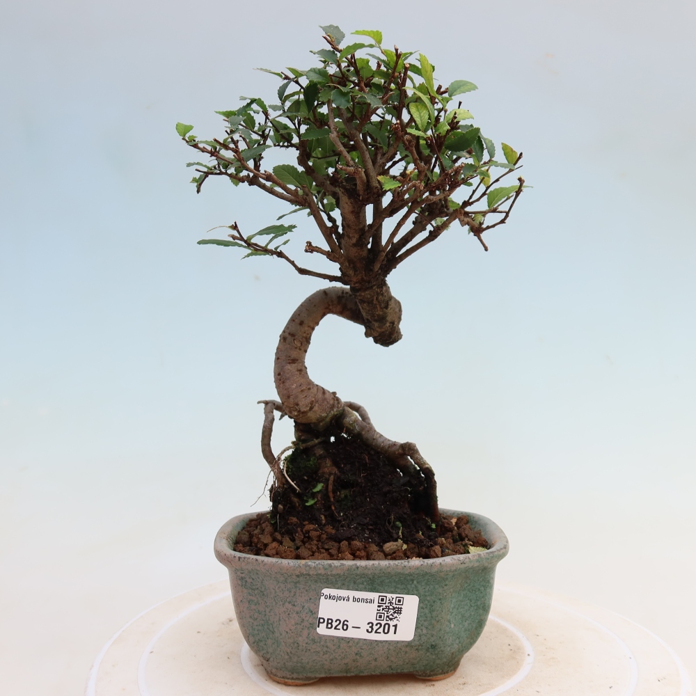 Bonsaï de chambre - Ulmus parvifolia - Orme à petites feuilles