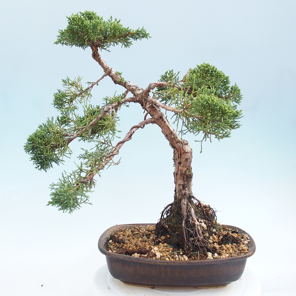 Bonsaï d'extérieur - Juniperus chinensis Kishu