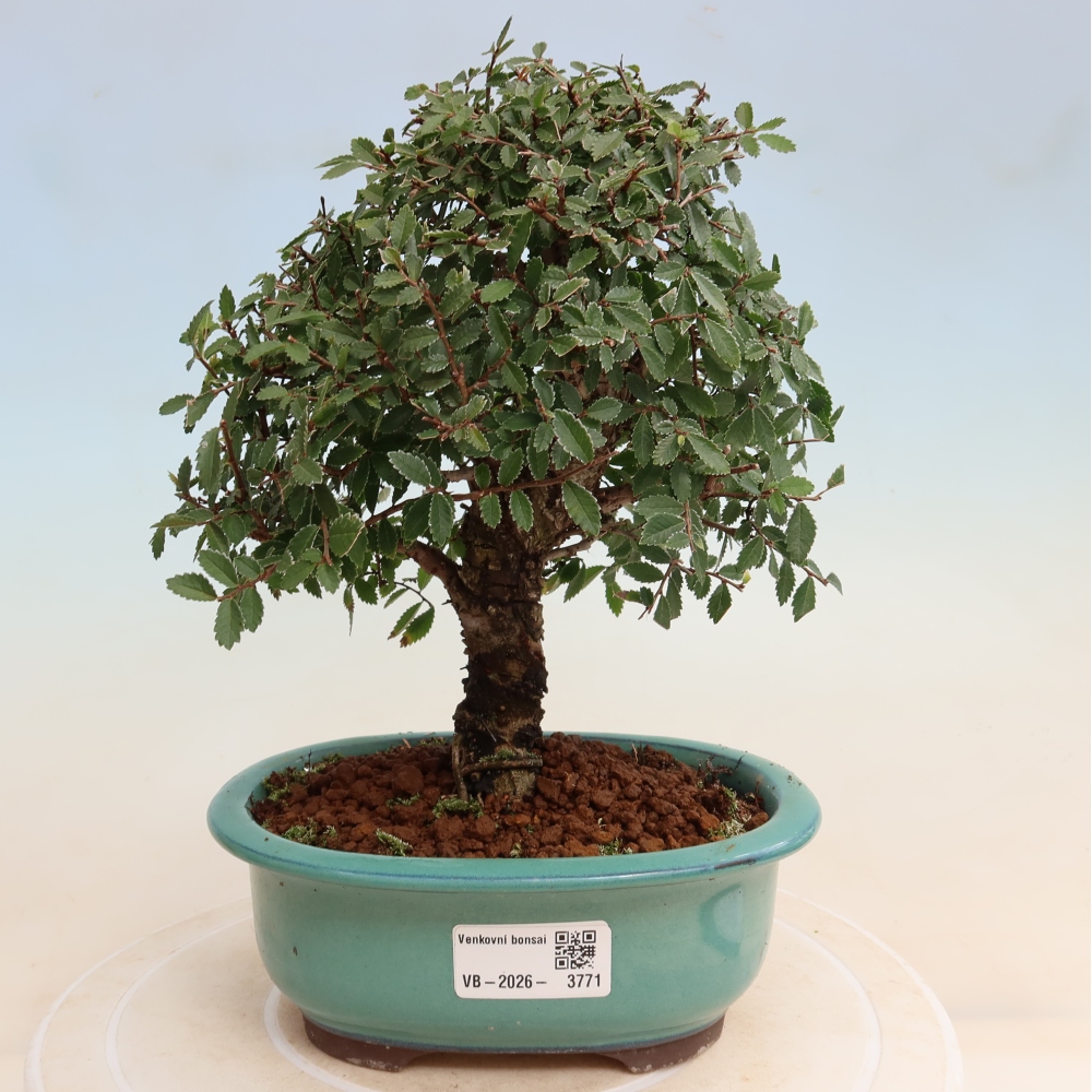 Bonsaï d'extérieur - Zelkova - Zelkova NIRE
