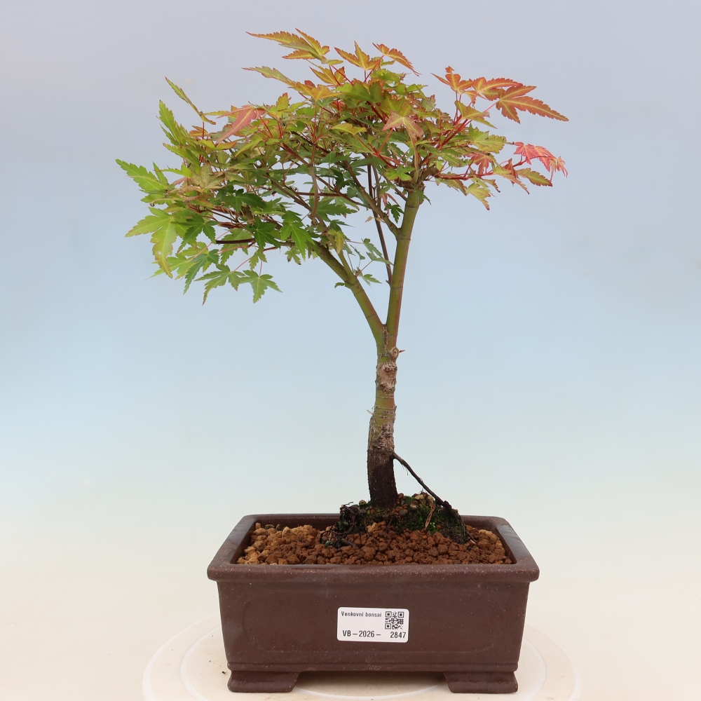 Érable de Norvège - Acer palmatum Beni Tsukasa