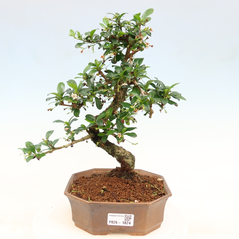 Bonsaï de chambre - Carmona macrophylla - Tea fuki