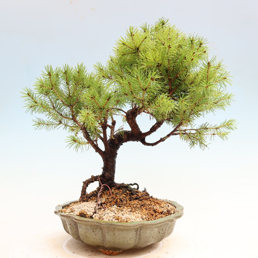 Bonsaï d'extérieur - Épicéa glauque - Picea glauca globe