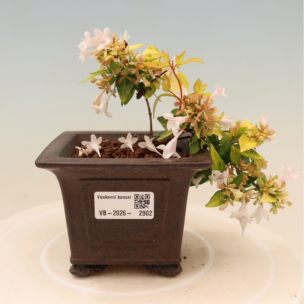 Bonsaï d'extérieur - Abelia gr. Kleidoscope - Abélie à grandes fleurs