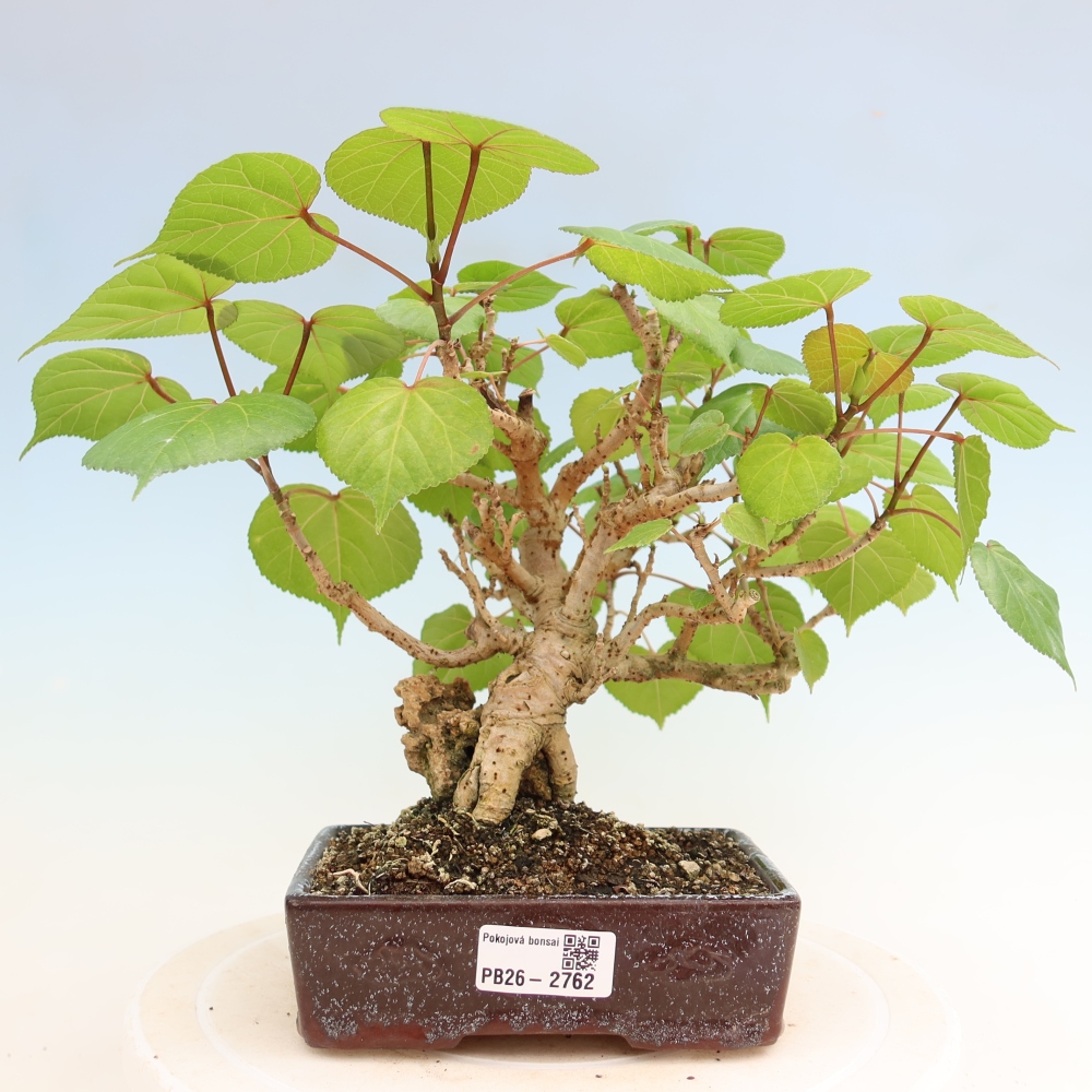 Bonsaï d'intérieur - Hibiscus tiliaceus - Hibiscus de mer