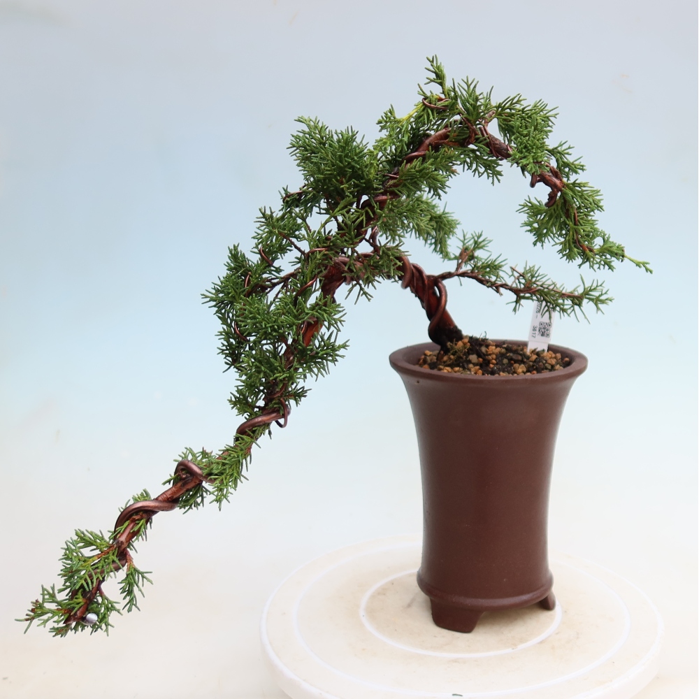 Bonsaï d'extérieur - Juniperus chinensis Kishu