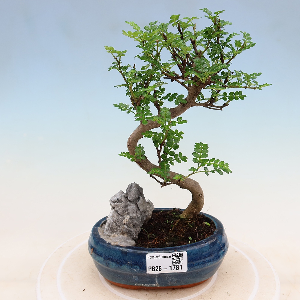 Salle bonsaï - Zantoxylum piperitum - arbre à poivre