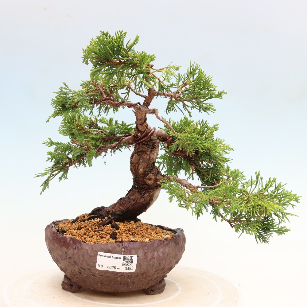 Bonsaï d'extérieur - Juniperus chinensis Itoigawa-Juniperus chinensis