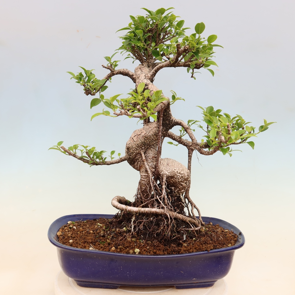 Salle bonsaï - Ficus kimmen - ficus à petites feuilles