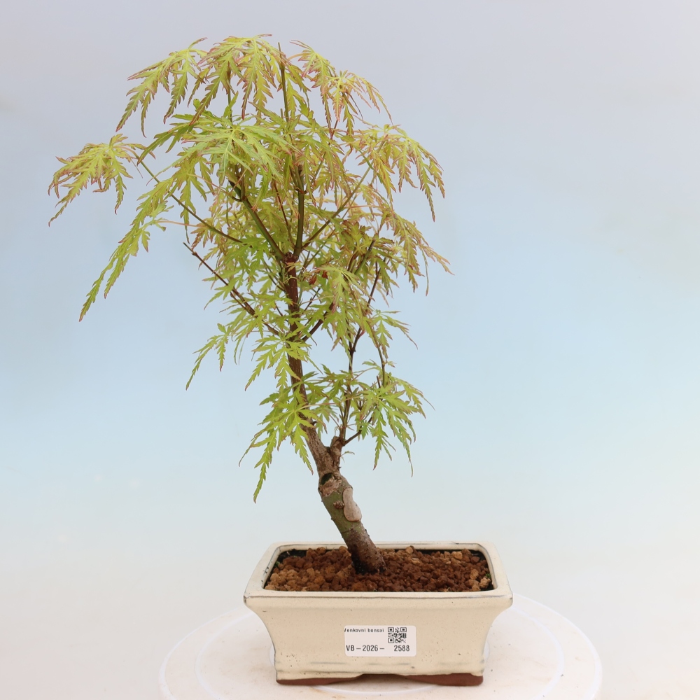 Bonsaï d'extérieur - Acer palmatum Dissectum