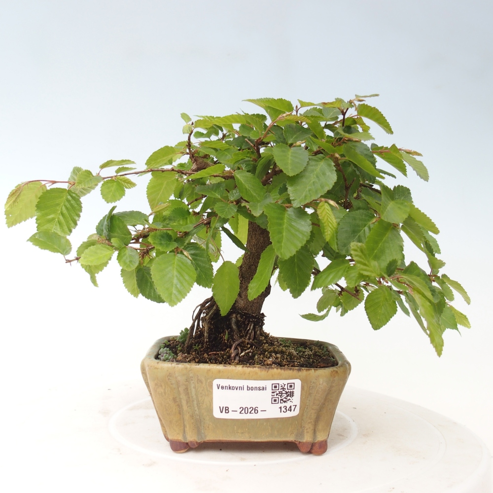 Bonsaï d'extérieur -Carpinus CARPINOIDES - Charme de Corée