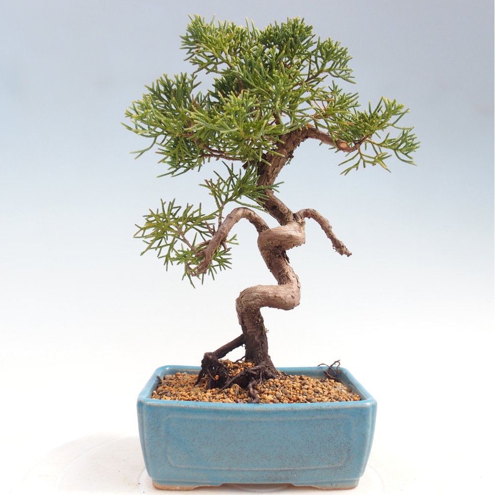 Bonsaï d'extérieur - Juniperus chinensis Kishu