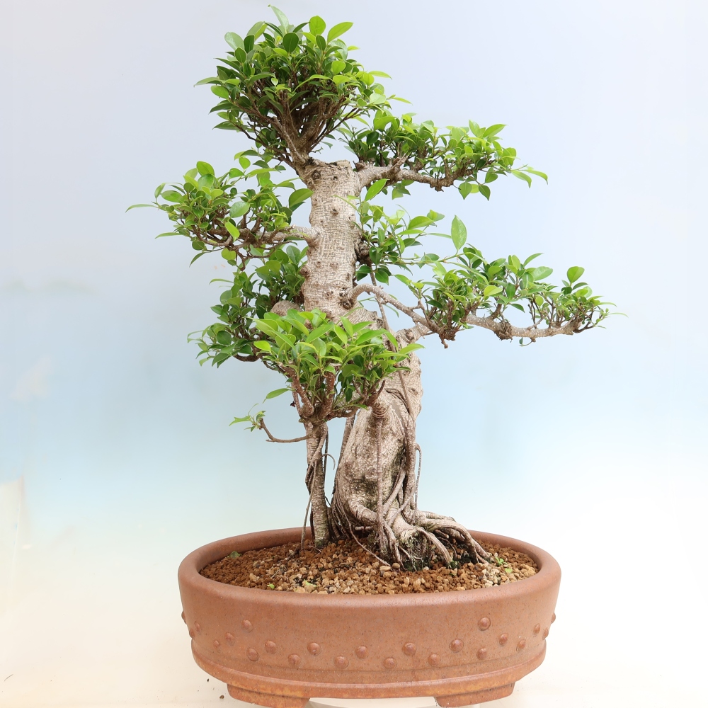 Salle bonsaï - Ficus kimmen - ficus à petites feuilles